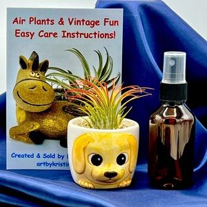 Mini DOG Planter Air Plant Set - Spanish Moss Fine Mist Sprayer FREE Air Plant